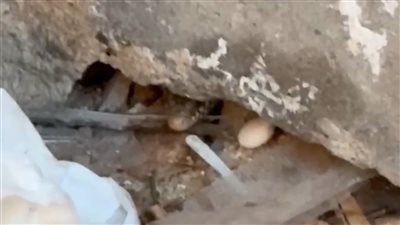  أولياء أمور مدرسة بالإسكندرية يكتشفون عش ثعبان والإدارة تتدخل (صور)