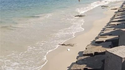 علوم البحار: انحسار مياه المتوسط على كورنيش الإسكندرية ظاهرة طبيعية 