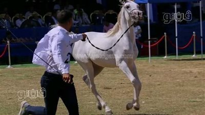 نائل الداوود ورفاعي النيل يتوجان ببطولتي الأمهار في مهرجان الشرقية للخيول العربية