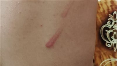 التعليم تحقق في تعدي مدير مدرسة على طالب بشبين القناطر