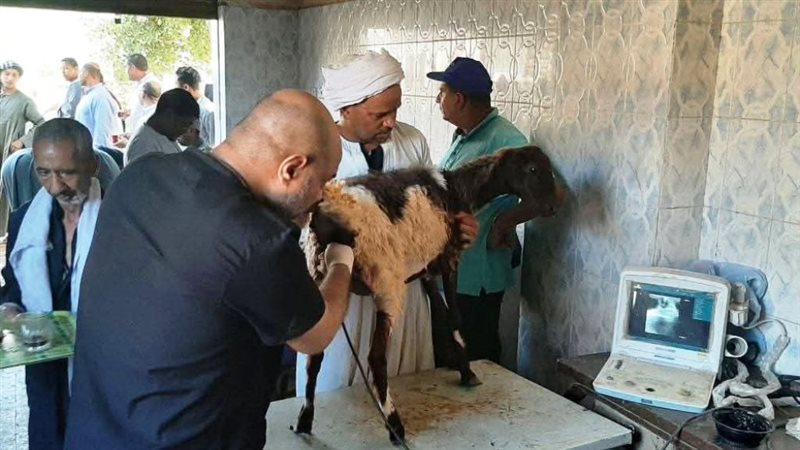 توزيع 80 رأس أغنام