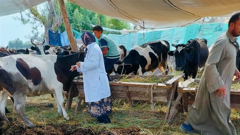 حملات تحصين في الدقهلية،