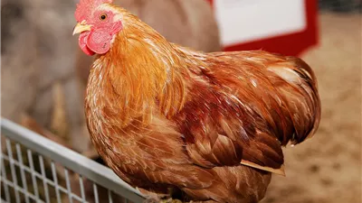 تراجع البلدي، سعر الفراخ اليوم الأحد 5 أكتوبر 2025 (آخر تحديث)