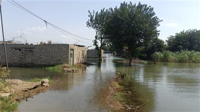 مصدر: غرق 1134 فدانًا بسبب فيضان النيل في المنوفية منذ بداية الموسم 