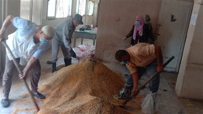 إطلاق حملة لمكافحة القوارض بالأراضي الزراعية بمركز أبشواي في الفيوم