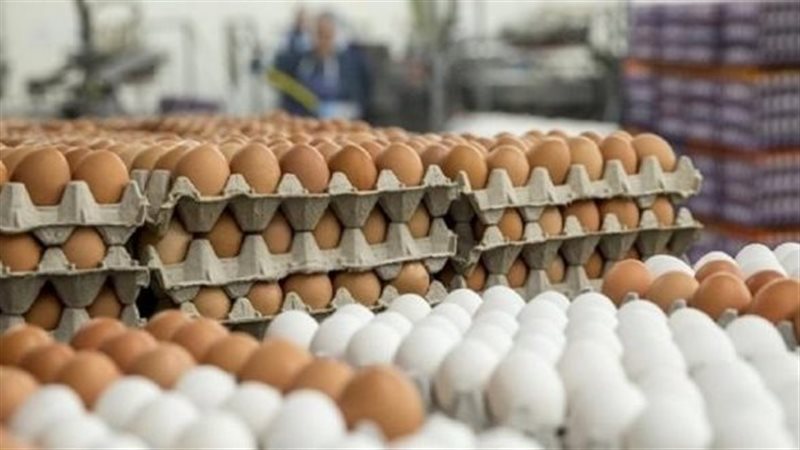  سعر كرتونة البيض