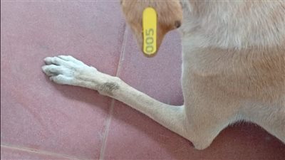 محافظة الجيزة تبدأ تنفيذ بروتوكول تعاون مع جامعة القاهرة لتطعيم وتعقيم الكلاب الضالة 