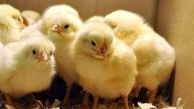 ارتفاع الساسو والبلدي وانخفاض المسكوفي، أسعار الكتاكيت والبط اليوم في بورصة الدواجن