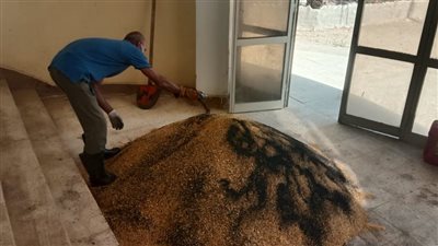 زراعة الفيوم تطلق حملة لمكافحة القوارض والآفات في طامية 