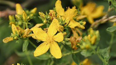 فوائد عشبة القديس يوحنا وطرق استخدامها 