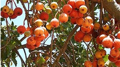 الجميز، فوائده عظيمة وسعره في المتناول