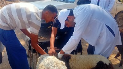 الزراعة: لا خسائر في الحيوانات أو الطيور بالمناطق المتأثرة بزيادة منسوب النيل