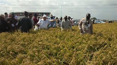 وفود منتدى الأرز الأفريقي تتفقد محطة سخا للاطلاع على أحدث تقنيات الزراعة 