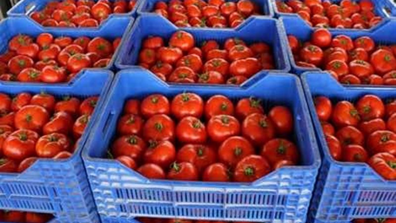 أسعار الطماطم اليوم