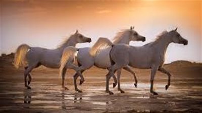 من قصص القرآن الكريم، حكاية سليمان مع الخيل والريح