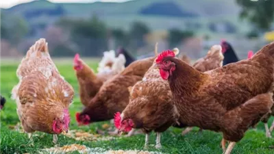 جنيهان انخفاضا في البلدي، سعر الفراخ اليوم السبت (آخر تحديث)