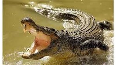 تفسير رؤية التمساح في المنام وعلاقتها بوجود أزمات مالية 