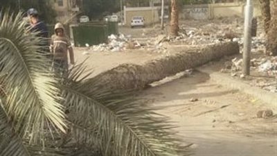 مصرع مسن سقطت عليه نخلة بسبب شدة الرياح في الغربية 