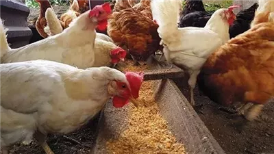 أكبرها في البلدي، انخفاض ملحوظ في سعر الفراخ اليوم الأحد 12 أكتوبر 2025