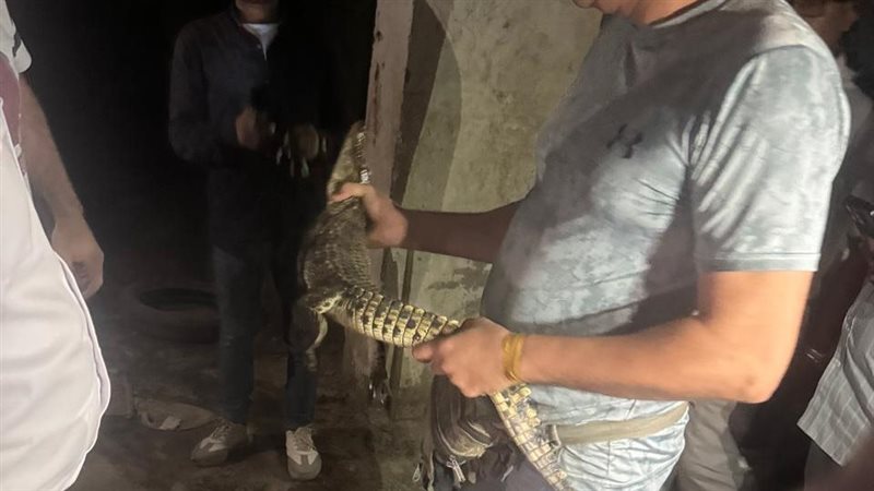 العثور على تمساح