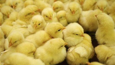 أسعار الكتاكيت والبط اليوم الأحد 12 أكتوبر 2025 في بورصة الدواجن