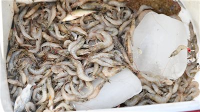  مزاد لبيع الأسماك بعد افتتاح موسم الصيد في بحيرة قارون بالفيوم 