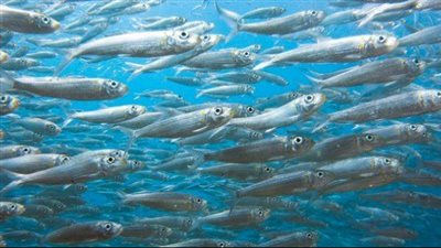 أشواك السردين تقوى عظامك وأسنانك سريعا 