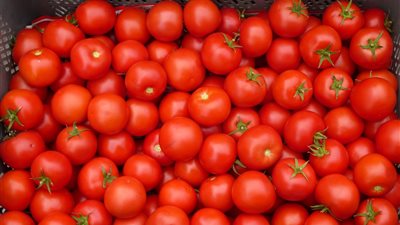 بزيادة 2.5 جنيه، أسعار الطماطم تواصل الارتفاع اليوم الإثنين في الأسواق