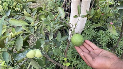 أسعار وأصناف الفاكهة والنباتات في معرض زهور الخريف 2025 (فيديو وصور)