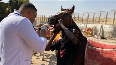 الزراعة تحدث بيانات الوضع الوبائي لمصر في نظام الصحة الحيوانية العالمي