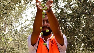 المتعافون من الإدمان يحصدون شجر الزيتون داخل مركز العزيمة مطروح التابع لصندوق مكافحة الإدمان