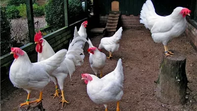 انخفاض البيضاء، سعر الفراخ اليوم الثلاثاء 14 أكتوبر 2025 (آخر تحديث)