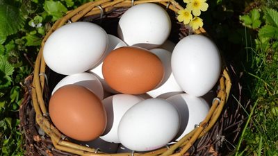 أسعار كرتونة البيض اليوم الخميس في بورصة الدواجن