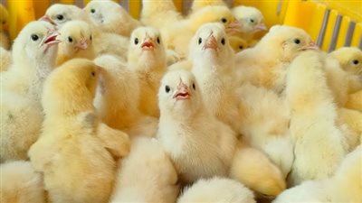 أسعار الكتاكيت والبط اليوم الجمعة في بورصة الدواجن