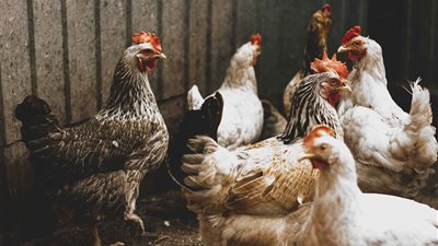 ارتفاع سعر الفراخ اليوم السبت 18 أكتوبر 2025