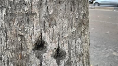 محافظ الإسكندرية يكشف تفاصيل إزالة الأشجار وتقطيع النخيل بشارع أبو قير