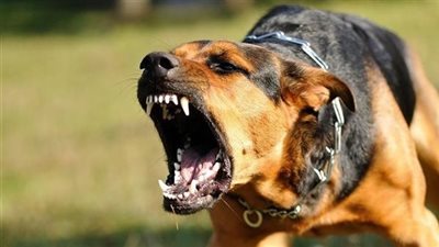 كلب ضال يعقر 10 أشخاص بينهم أطفال من قرية سيلا بالفيوم