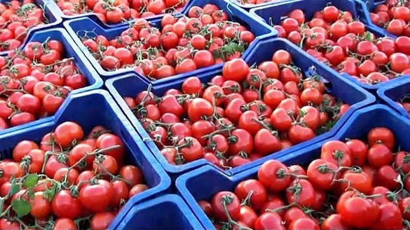 أسعار الطماطم اليوم