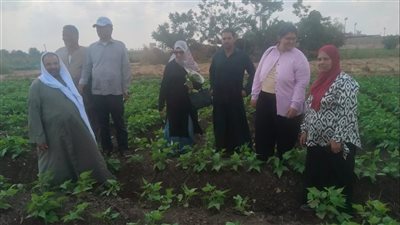 طوخ وقليوب تتصدران زراعة الفاصوليا بالقليوبية، والمزارعون: الإنتاج وفير هذا العام