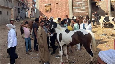  الطب البيطري بدمياط يعلن عن قافلة علاجية مجانية بقرية الوسطاني 