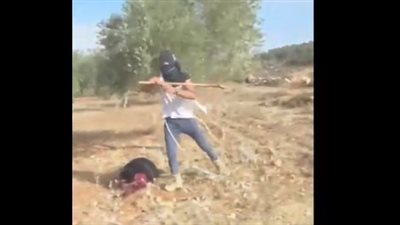 مستوطنون يعتدون بالضرب على مزارعين فلسطينيين أثناء جني ثمار الزيتون في بيت لحم 