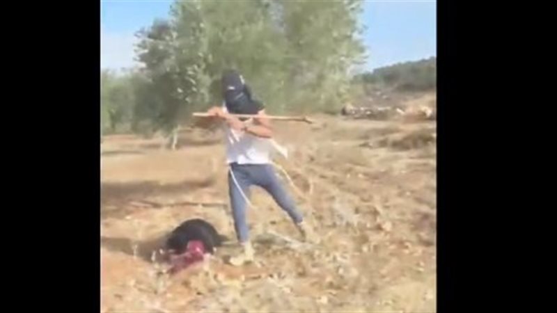 مستوطنون يعتدون بالضرب