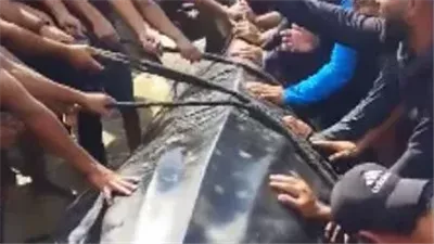 خبير بحري: سمكة القرش الحوتي في غزة نادرة وتكفي لإطعام 14 ألف شخص