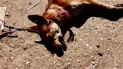 كلب مسعور يعقر 4 أطفال في قرية أولاد يحيى بسوهاج