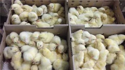 أسعار الكتاكيت والبط اليوم الإثنين في بورصة الدواجن