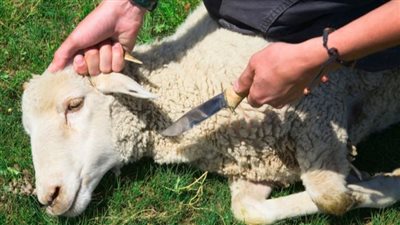 حكم إنفاق جزء من النذر في غير الجهة المحدد لها