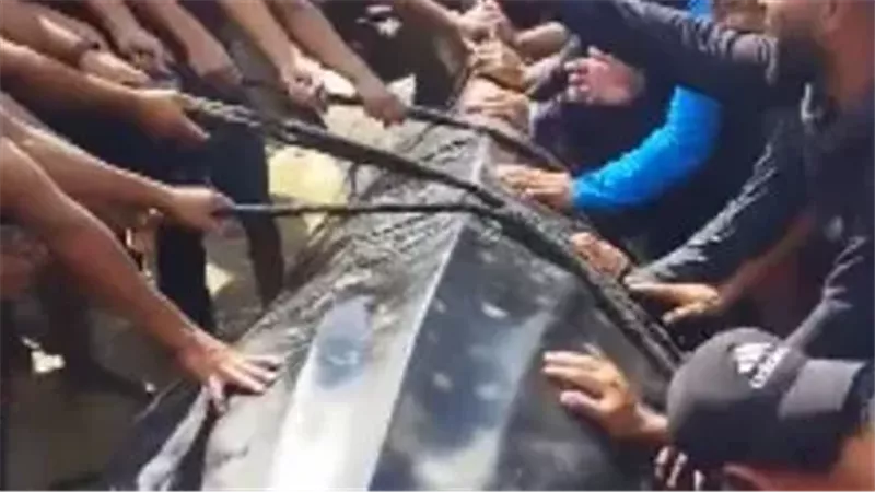 ظهور سمكة قرش بشاطئ
