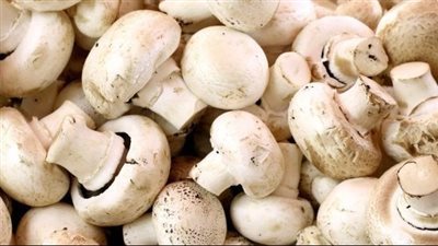 حقيقة فوائد المشروم كـ