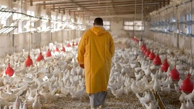 فرنسا ترفع مستوى الخطر الوبائي لأنفلونزا الطيور 