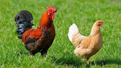 انخفاض جديد في سعر الفراخ اليوم 23 أكتوبر 2025 (آخر تحديث)